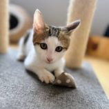 11月10日ひたちなか沖店に参加するネコスペ事務局の保護猫03