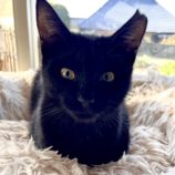 11月10日ひたちなか沖店に参加するネコスペ事務局の保護猫04