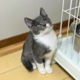 11月10日ひたちなか沖店に参加するネコスペ事務局の保護猫05