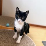 11月10日ひたちなか沖店に参加するネコスペ事務局の保護猫06