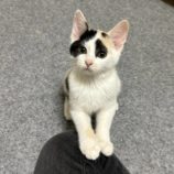 11月10日ひたちなか沖店に参加するネコスペ事務局の保護猫07