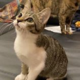 11月10日ひたちなか沖店に参加するネコスペ事務局の保護猫08