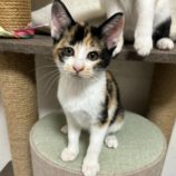 11月10日ひたちなか沖店に参加するネコスペ事務局の保護猫09