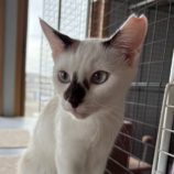 11月10日ひたちなか沖店に参加するネコスペ事務局の保護猫11