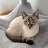 11月10日ひたちなか沖店に参加するネコスペ事務局の保護猫12