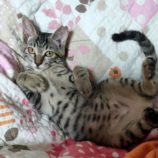 11月10日ひたちなか沖店に参加するネコスペ事務局の保護猫13