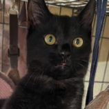 11月10日ひたちなか沖店に参加するネコスペ事務局の保護猫14