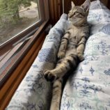 11月10日ひたちなか沖店に参加するネコスペ事務局の保護猫15