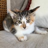 11月17日ひたちなか店に参加するTeam.ホーリーキャットの保護猫01