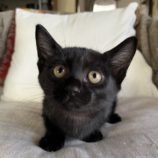 11月17日ひたちなか店に参加するTeam.ホーリーキャットの保護猫02