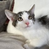 11月17日ひたちなか店に参加するTeam.ホーリーキャットの保護猫03