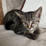 11月17日ひたちなか店に参加するTeam.ホーリーキャットの保護猫04