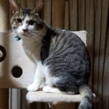 11月17日ひたちなか店に参加するTeam.ホーリーキャットの保護猫05