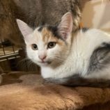 11月17日ひたちなか店に参加するTeam.ホーリーキャットの保護猫07