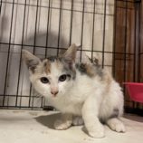 11月17日ひたちなか店に参加するTeam.ホーリーキャットの保護猫08