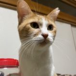 11月17日ひたちなか店に参加するTeam.ホーリーキャットの保護猫09