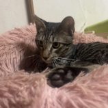 11月17日ひたちなか店に参加するTeam.ホーリーキャットの保護猫10