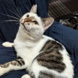 11月17日ひたちなか店に参加するTeam.ホーリーキャットの保護猫11