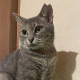 11月17日ひたちなか店に参加するTeam.ホーリーキャットの保護猫12