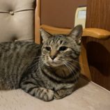 11月17日ひたちなか店に参加するTeam.ホーリーキャットの保護猫13