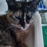 11月17日ひたちなか店に参加するTeam.ホーリーキャットの保護猫14
