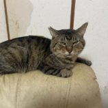 11月17日ひたちなか店に参加するTeam.ホーリーキャットの保護猫15