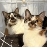 11月23日君津店に参加する富津ねこネットの保護猫01