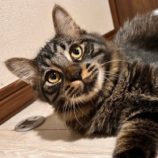 11月23日君津店に参加する富津ねこネットの保護猫03