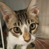 11月23日君津店に参加する富津ねこネットの保護猫04