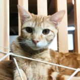 11月23日君津店に参加する富津ねこネットの保護猫05