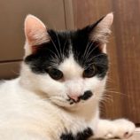 11月23日君津店に参加する富津ねこネットの保護猫06