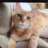 11月23日君津店に参加する富津ねこネットの保護猫10