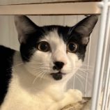 11月23日君津店に参加する富津ねこネットの保護猫11