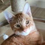 11月23日君津店に参加する富津ねこネットの保護猫12