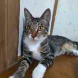 11月23日君津店に参加する富津ねこネットの保護猫13