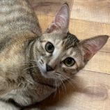 11月23日君津店に参加する富津ねこネットの保護猫14