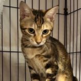 11月23日君津店に参加する富津ねこネットの保護猫15