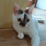 11月23日君津店に参加する富津ねネットの保護猫17