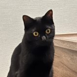 11月23日君津店に参加する富津ねこネットの保護猫20