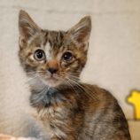 rescue-cats_koga111701