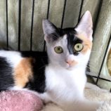 rescue-cats_koga111702