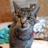 rescue-cats_koga111704