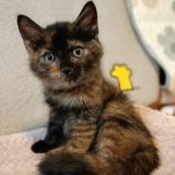 rescue-cats_koga111705