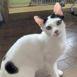 rescue-cats_koga111706