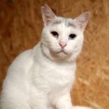 rescue-cats_koga111707