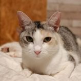 rescue-cats_koga111708