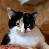 rescue-cats_koga111710