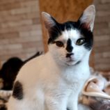 rescue-cats_koga111711