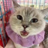 11月10日瑞穂店に参加するまたたび家の保護猫01