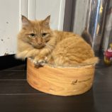 11月10日瑞穂店に参加するまたたび家の保護猫02